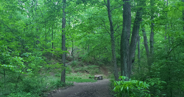 Lush and green Allandale Woods