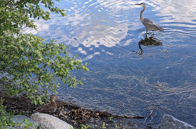 Heron passing ducks