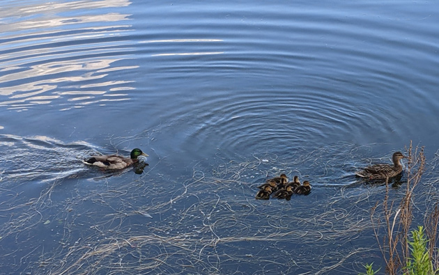 Jerk duck chasing mother and baby ducks