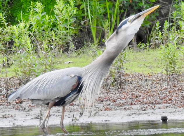 Heron after swallowing the catfish