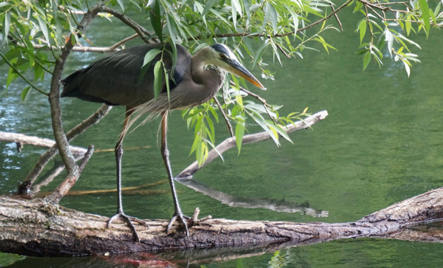 Heron on log