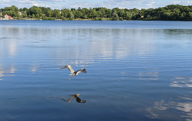 Heron flying away