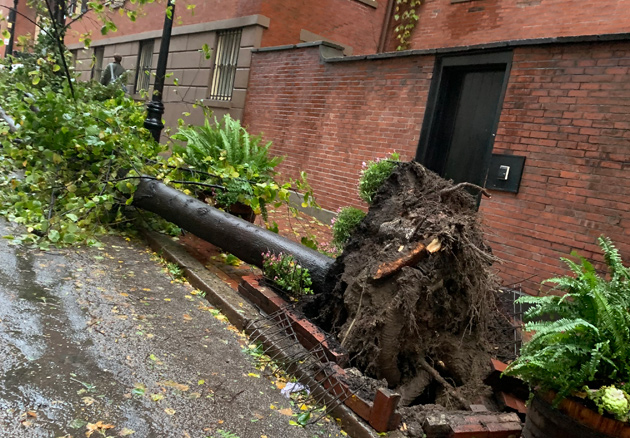 Fallen tree on Joy Street, Beacon Hill