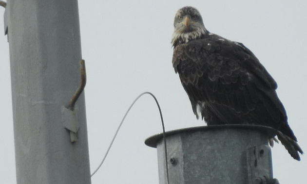 Bald eagle on a communications tower