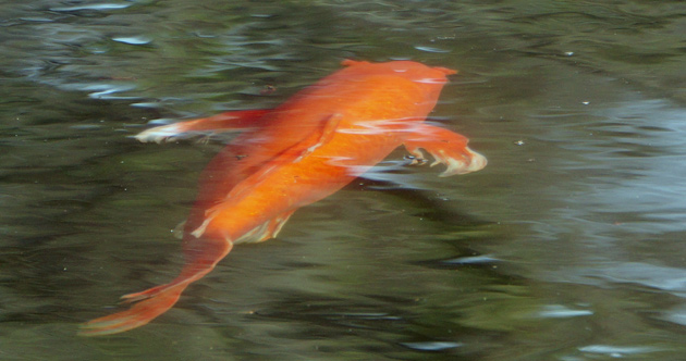 Koi in Jamaica Pond