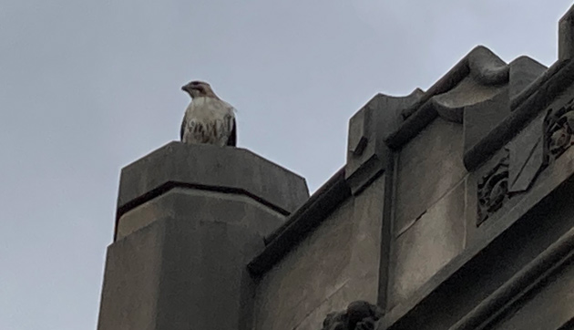 Hawk atop a building