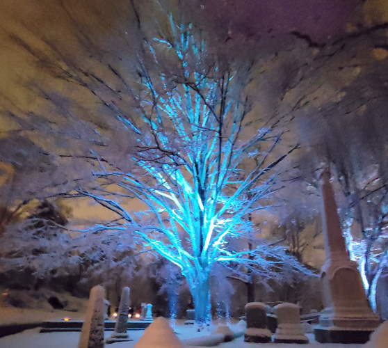 Illuminated tree in the snow